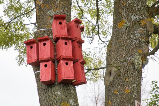A low angle shot of wooden bird houses on a tree in a forest