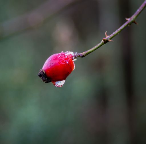 A closeup of a raindrop on a rose hip on a branch
