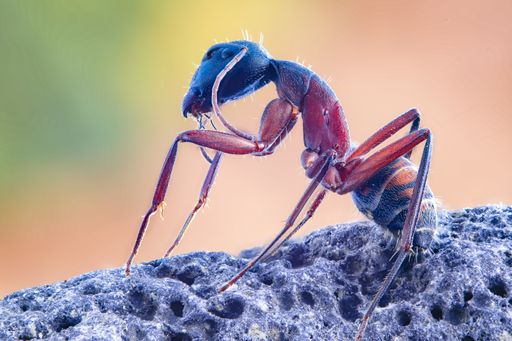 A macro shot of an ant on a rock
