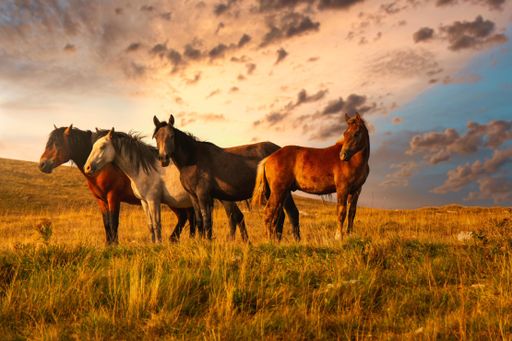 A selective focus shot of beautiful horses in grassland under a scenic cloudy sky