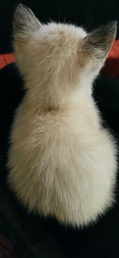 A vertical shot of the back view of  an adorable cute fluffy kitty