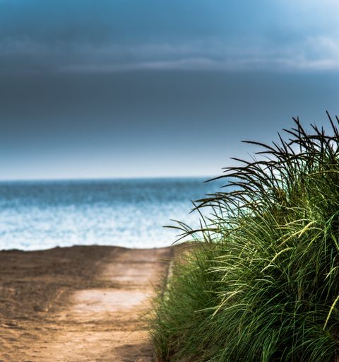 A selective focus shot of plants in the foreground and a blurry shore with stormy clouds in the background