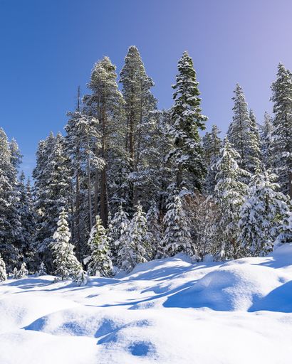 A vertical low angle shot of snowy forest on a winter day under a clear blue sky