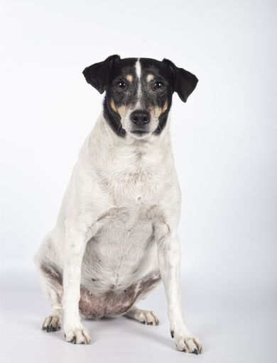 A vertical shot of a cute Jack Russell Terrier dog on a white background