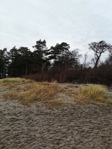 A vertical shot of a meadow field with swaying trees under the clear white sky in Ula, Norway