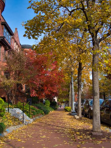 A walk side surrounded by buildings and trees near a road with cars during autumn