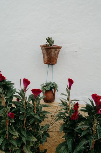 A vertical shot of red flowers growing and a pot on the white wall with a plant growing inside