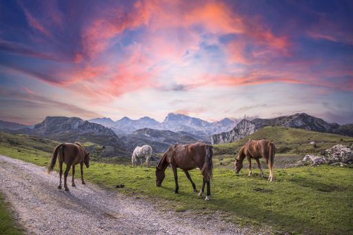 The wild horses grazing on the grass under the pink cloudy sky in Picos de Europa National Park
