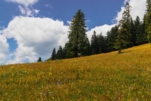 A beautiful shot of the field full of colorful wildflowers and pine forest on a cloudy background