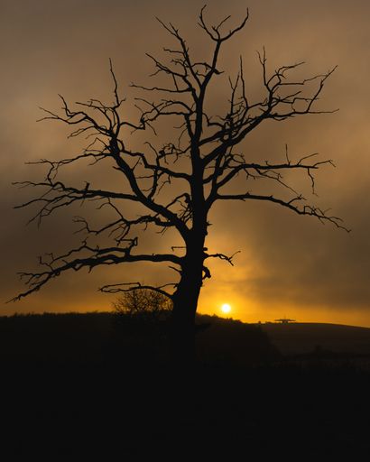 A vertical shot of the silhouette of a dead tree during sunset