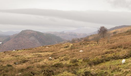 A beautiful shot of the grazing sheep in the rural welsh hill farm in Conway Valley, Wales, United Kingdom