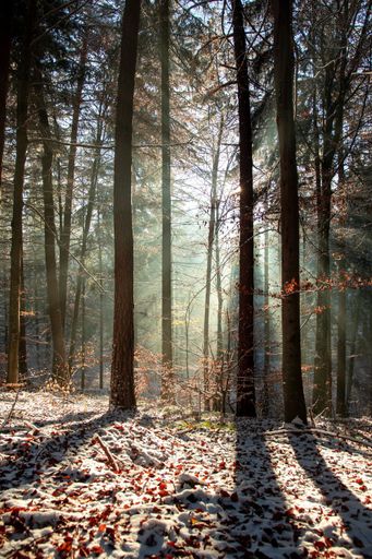 A vertical shot of the forest covered with snow on a cold winter day at sunlight