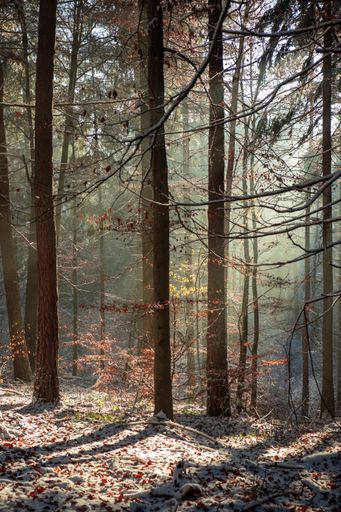 A vertical shot of the forest covered with snow on a cold winter day at sunlight
