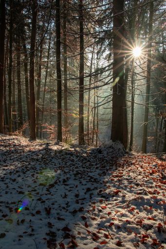 A vertical shot of the forest covered with snow on a cold winter day at sunlight