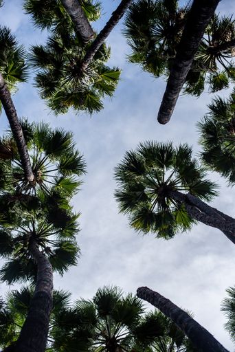 A low angle view of palm trees under a cloudy sky and sunlight - a cool picture for backgrounds