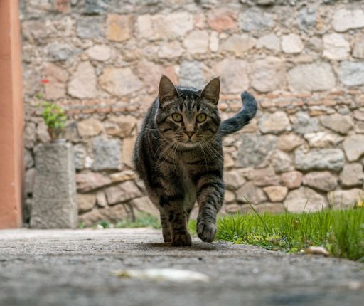 A frontal shot of a cute gray tabby short-haired cat curiously wading o