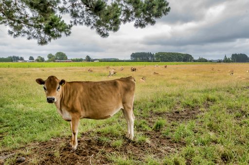 A cow standing in the middle of a green meadow with other cows lying down in the distance