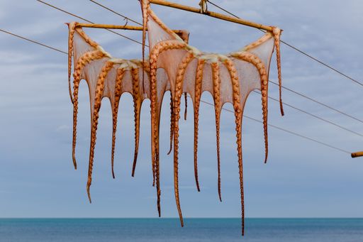 A group of octopuses hanging on a rope to dry