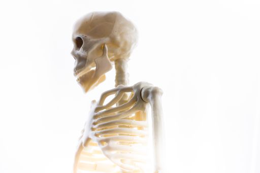 A view of a human skeleton looking to the left on a white backgrou