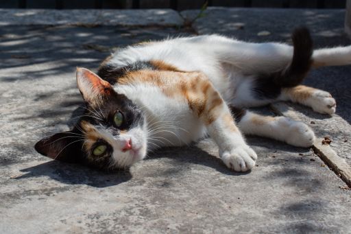 A closeup shot of a cute white and black cat lying on the ground and looking at the camera