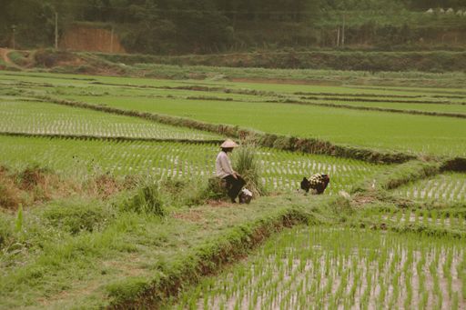 Two rice farmers working on a sceni rice field