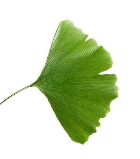 A closeup of ginkgo Biloba isolated on white background