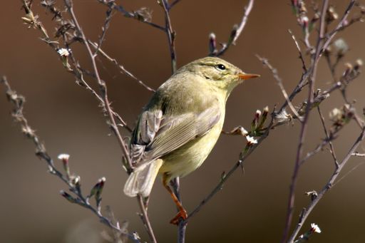A closeup shot of a leaf warbler perched in the branches