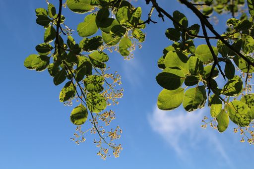 A low angle shot of branches of green leaves under a blue sky