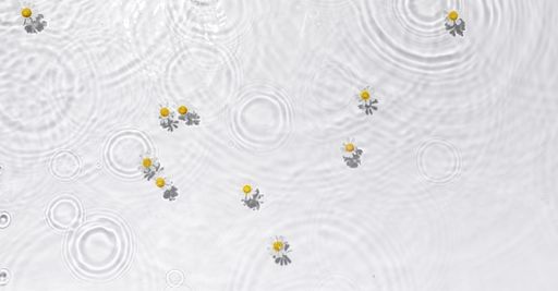 A top view of daisy flowers with water ripples on a water surface