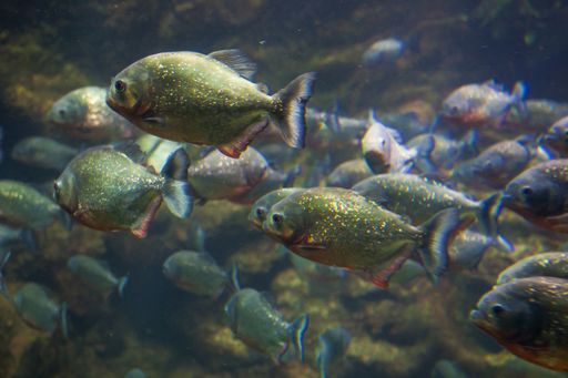 A closeup shot of red-bellied piranha fish - underwater photograph