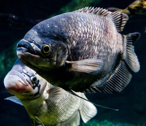 A closeup of funny  piranha fish - underwater life