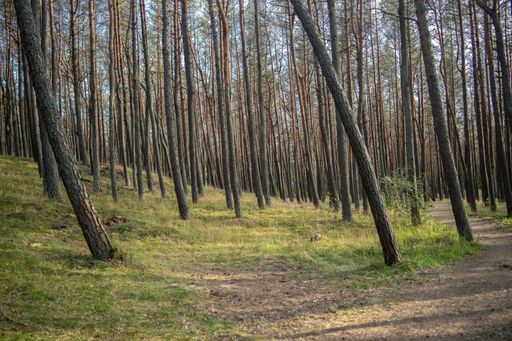 A forest covered in grass and high trees under the sunlight during daytime