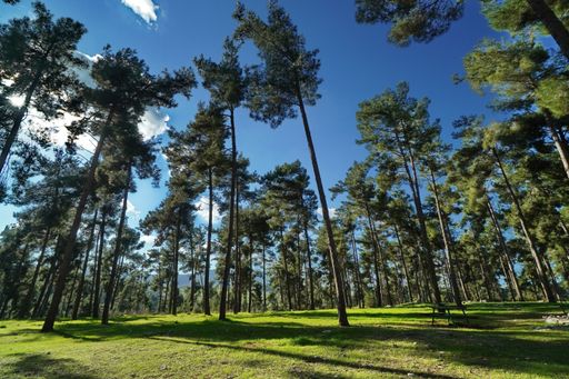 A beautiful low angle shot of high trees in the forest under the bright sky. Shadows of trees on grass