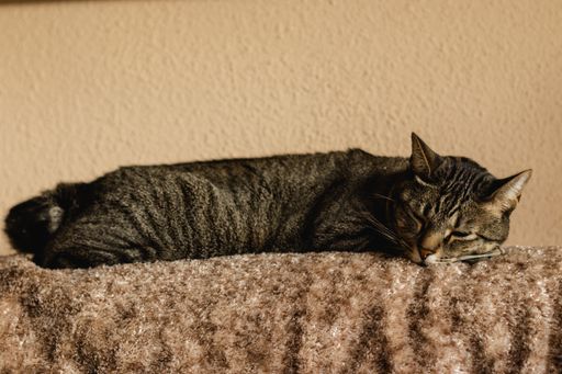 A cute gray tabby cat lying on a fluffy fabric cover on bed