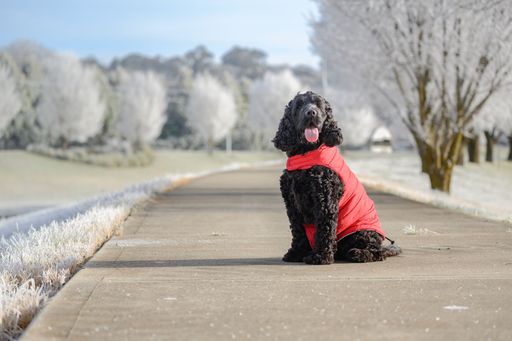 English Cocker Spaniel named Gideon on a frosty riverside walk during winter in Walcha