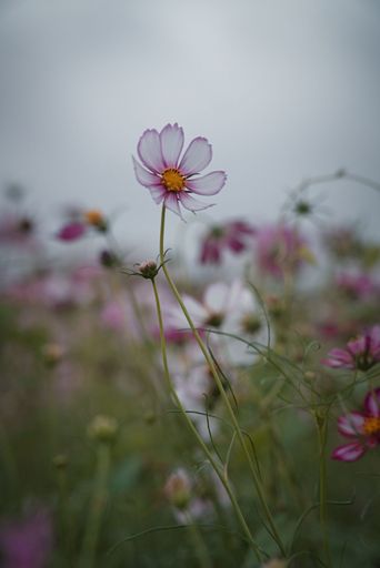 A beautiful landscape of purple and white flowers with yellow accents, growing in a lush green field