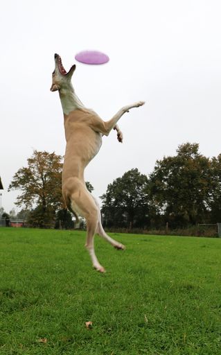 A vertical shot of a dog catching a pink flying disk in the air