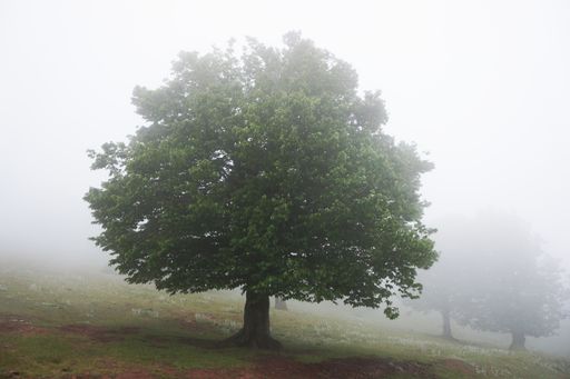 A beautiful tree on a hill captured on a foggy evening