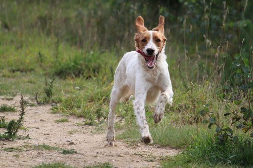 A selective focus shot of a jack russell terrier running in a field