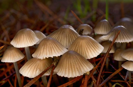 macro close-up of a group of brown mushrooms, Mycena vitilis, with dark background on a pine forest floor