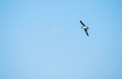 A low angle shot of a seagull flying next to the Maltese coastline under a blue day