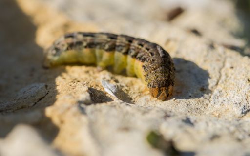 A macro shot of a caterpillar on a limestone rock