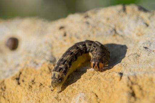 A macro shot of a caterpillar on a limestone rock