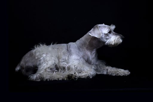 A shot of a white funny Miniature Schnauzer dog