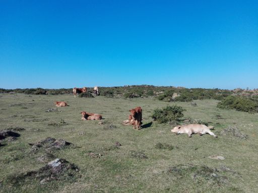 A beautiful view with a pasture with a herd of cows