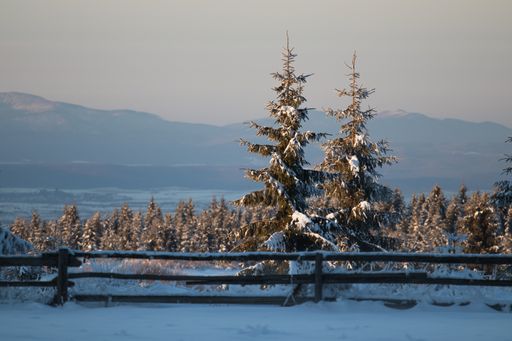 A field covered in evergreens and snow with mountains under sunlight on the background