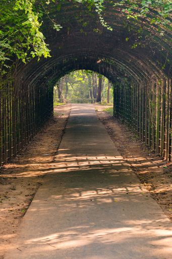 A tunnel created with bamboo in the botanical garden