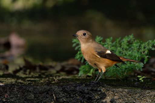 A Daurian Redstart on a fallen tree trunk in a lush forest setting