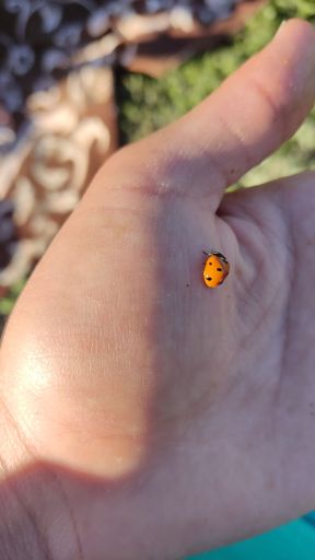 A vertical shot of a ladybug on the palm of a hand