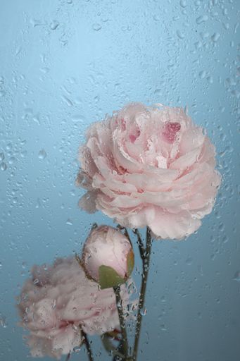 A vertical shot of water droplets on glass with pink peonies background - perfect for wallpaper